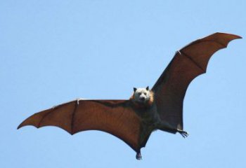 城市蝙蝠銅雕廠家 黃銅動物銅雕