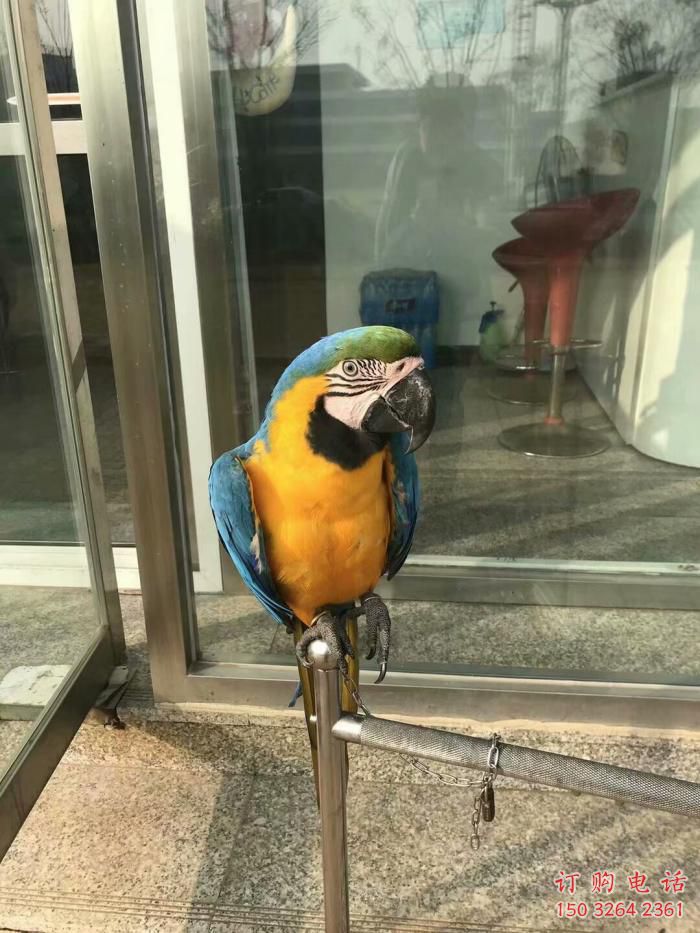 彩繪鸚鵡銅雕 仿古動物銅雕廠家