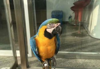 彩繪鸚鵡銅雕 仿古動物銅雕廠家