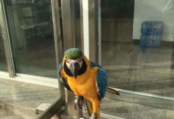 公園鸚鵡銅雕 街頭動物銅雕廠家
